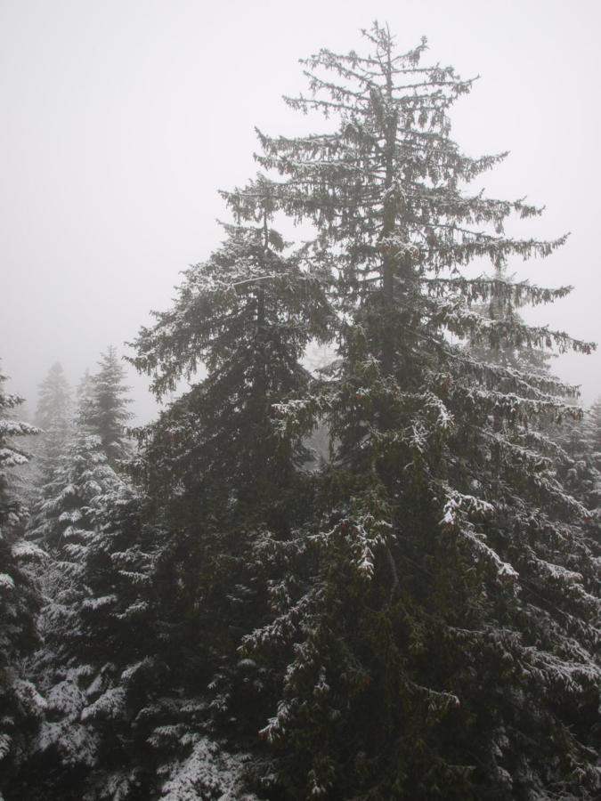 Borovets Forest View エクステリア 写真